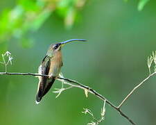 Rufous-breasted Hermit