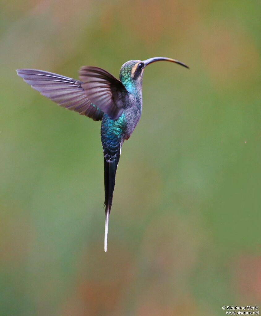 Green Hermit female adult