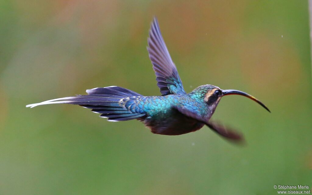 Green Hermit female adult