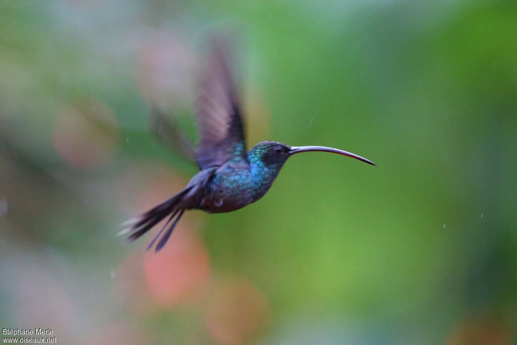 Green Hermit male adult