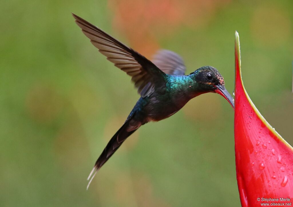 Green Hermit male adult