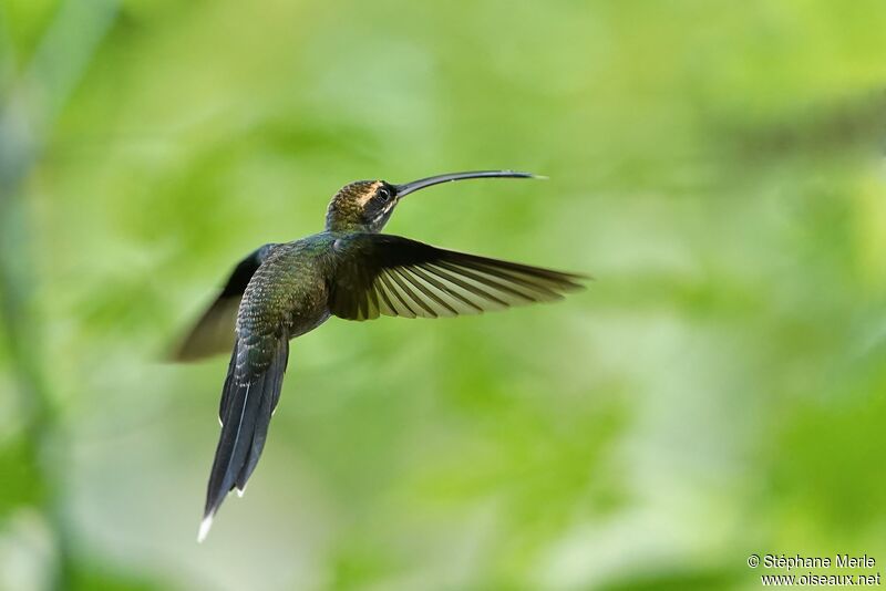 White-whiskered Hermit male adult