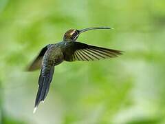 White-whiskered Hermit