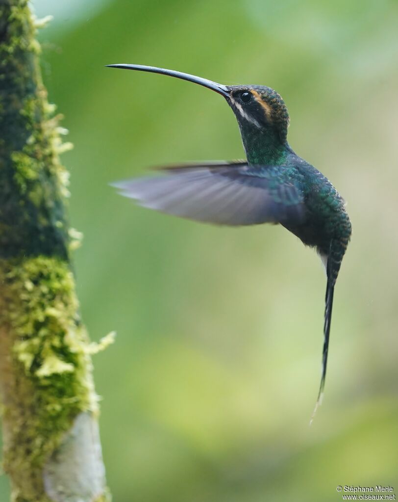 White-whiskered Hermitadult