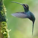 Ermite yaruqui