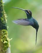 White-whiskered Hermit