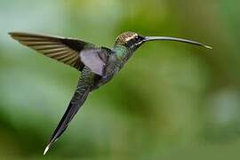 White-whiskered Hermit