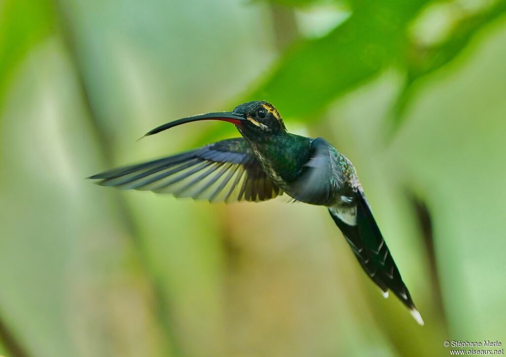 White-whiskered Hermitadult