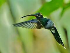 White-whiskered Hermit