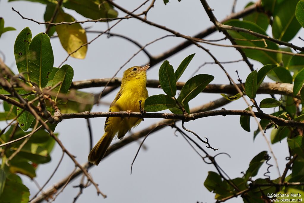 Érythrocerque jaune