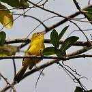 Érythrocerque jaune
