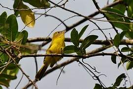 Little Yellow Flycatcher