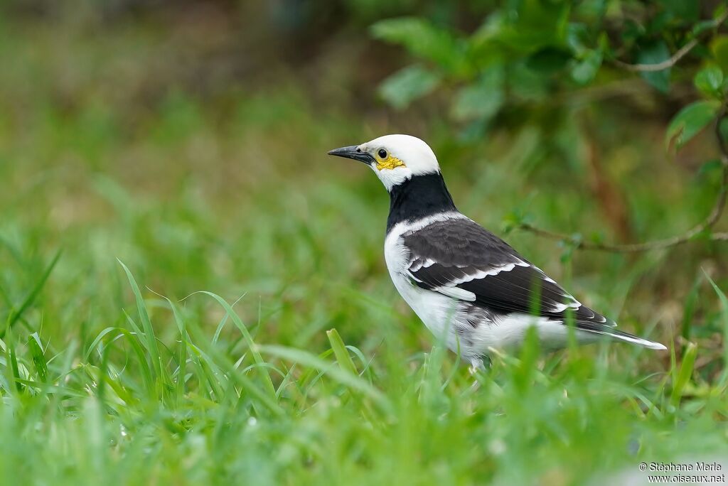 Black-collared Starlingadult