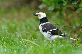 Black-collared Starling