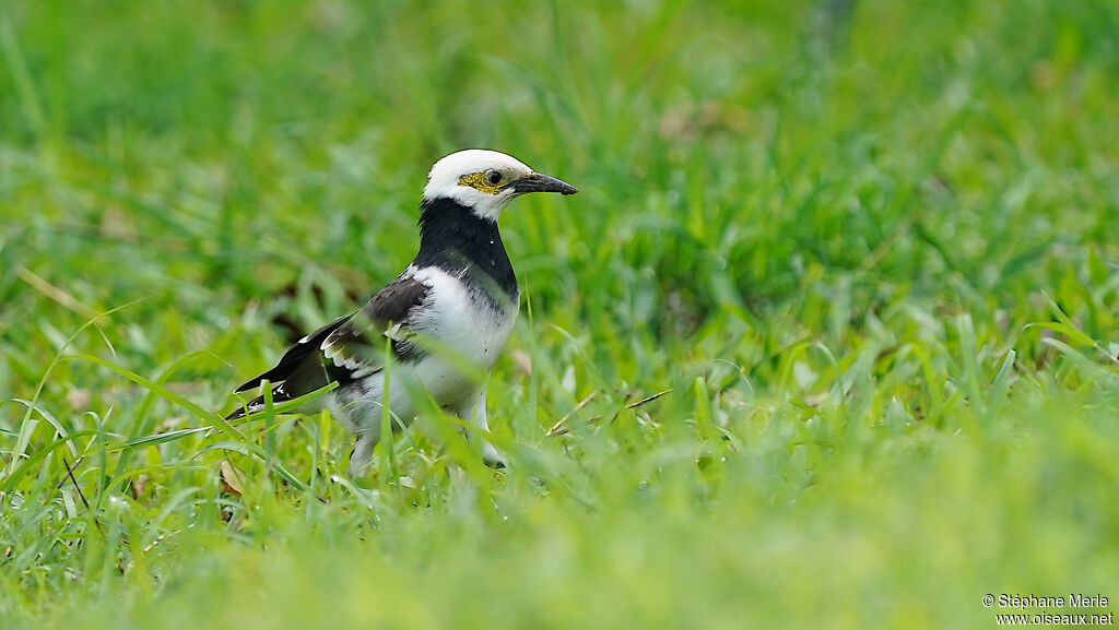 Black-collared Starlingadult