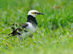 Black-collared Starling