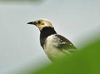 Étourneau à cou noir