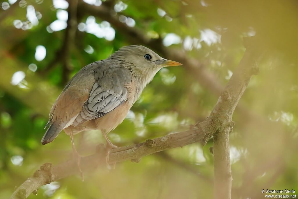 Chestnut-tailed Starlingadult