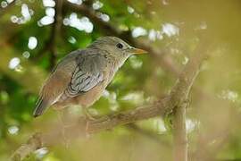 Chestnut-tailed Starling