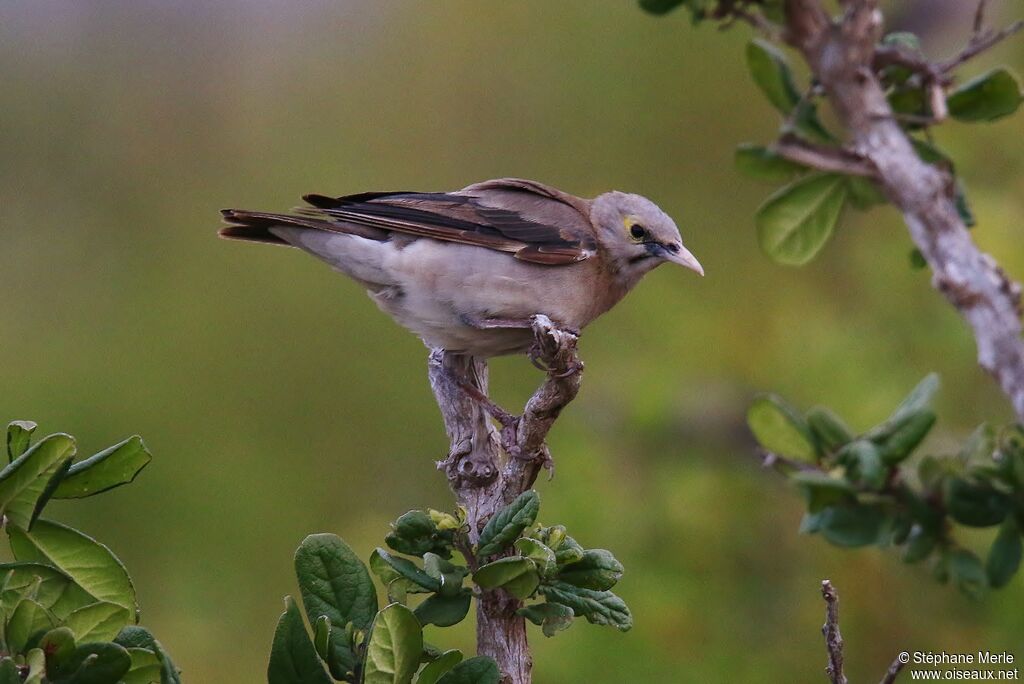 Wattled Starlingadult