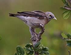 Wattled Starling