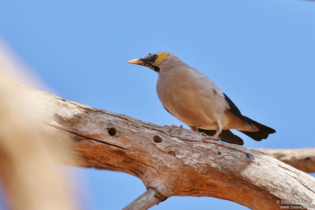 Wattled Starlingadult