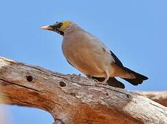 Wattled Starling