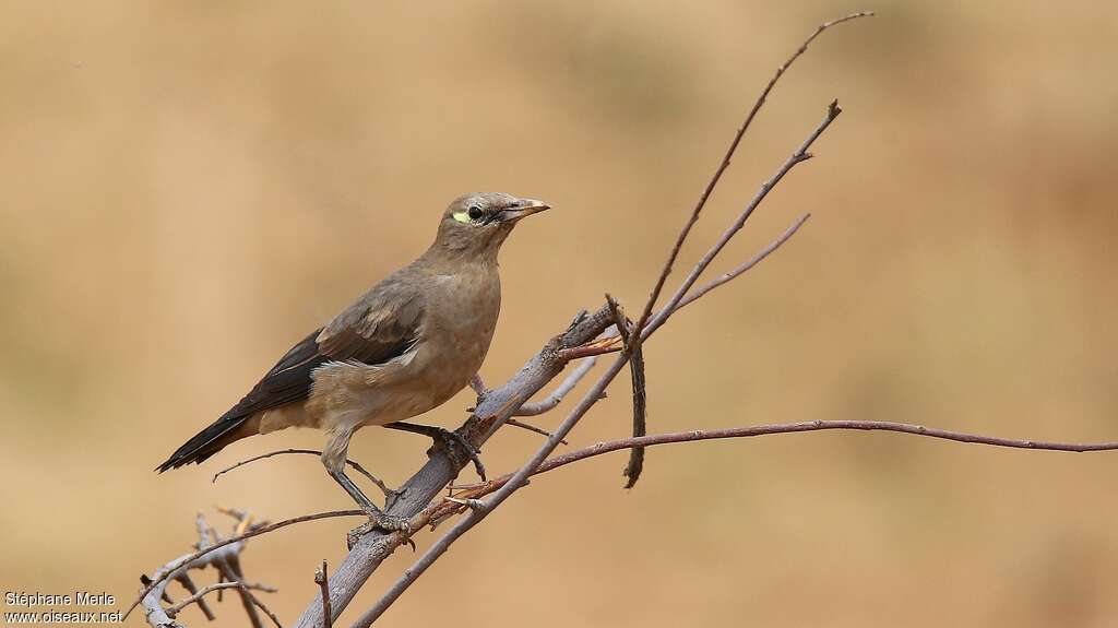 Wattled StarlingFirst year, pigmentation