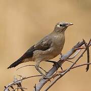 Wattled Starling