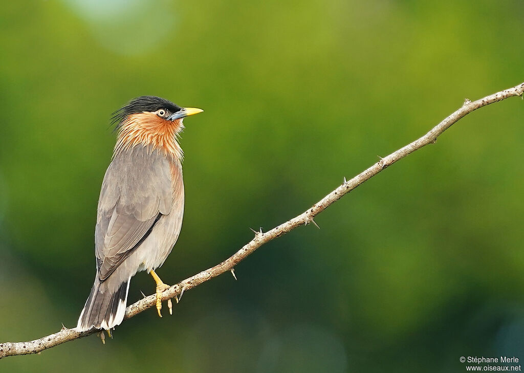 Brahminy Starlingadult