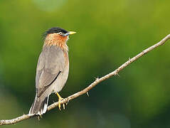 Brahminy Starling