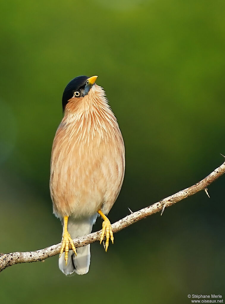 Brahminy Starlingadult