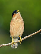 Brahminy Starling