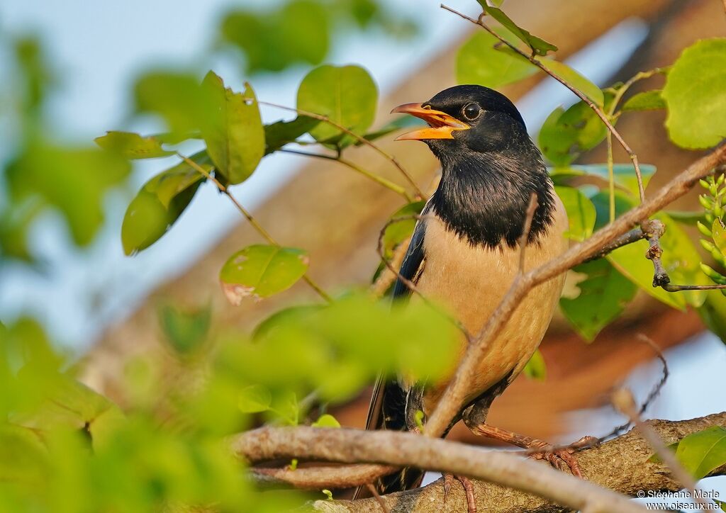 Rosy Starlingadult