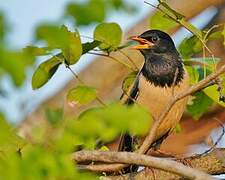 Rosy Starling