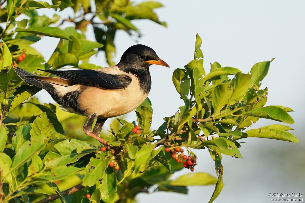 Rosy Starlingadult