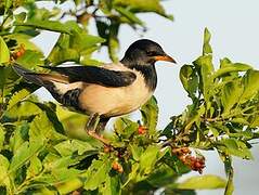 Rosy Starling