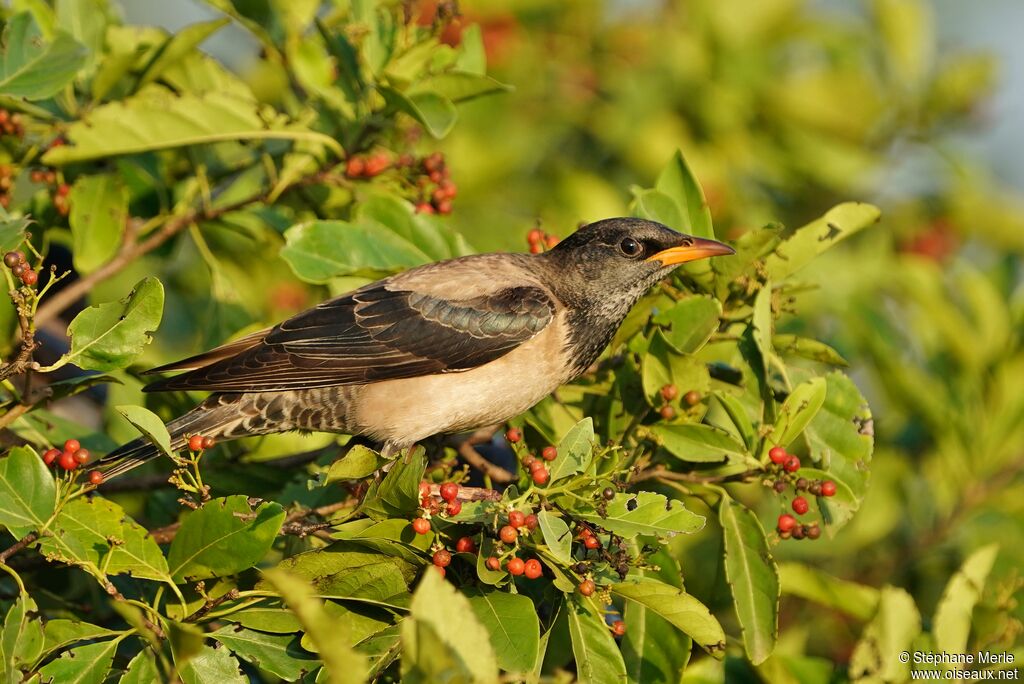 Rosy Starlingadult