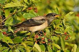 Rosy Starling