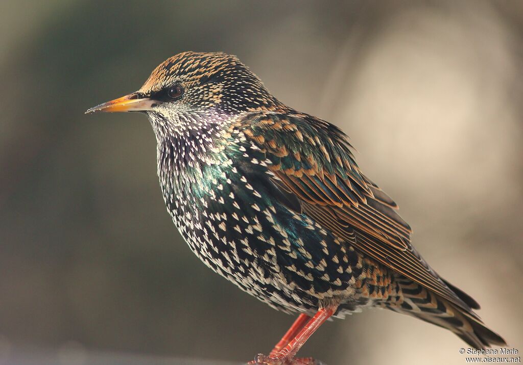 Common Starlingadult