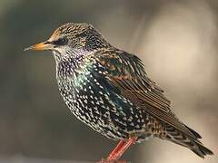 Common Starling