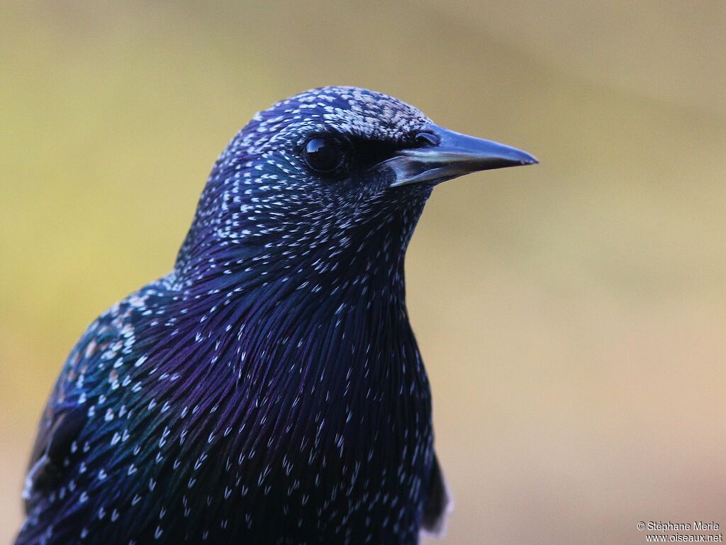 Common Starling