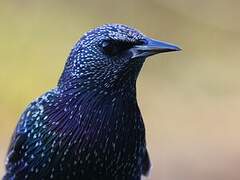 Common Starling