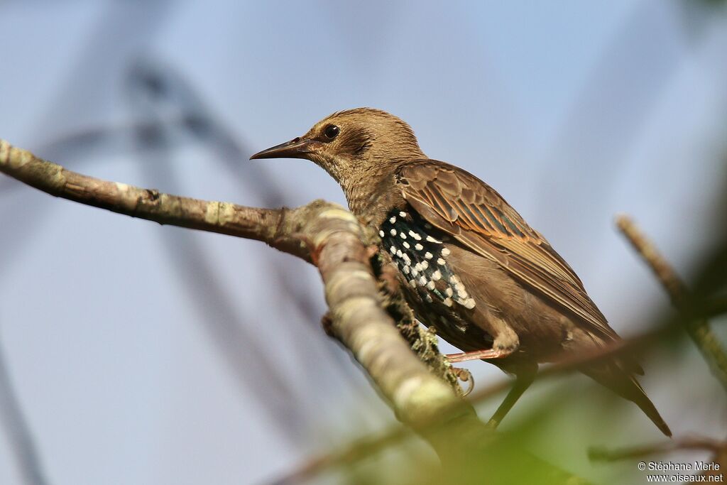 Common Starlingjuvenile