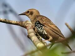 Common Starling