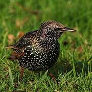 Common Starling