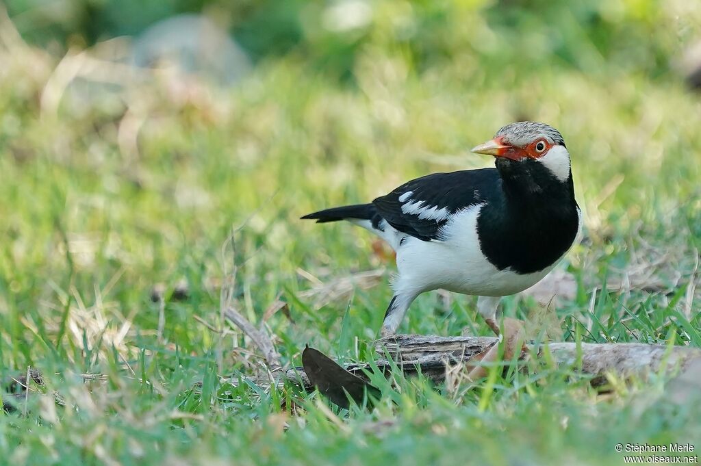 Siamese Pied Mynaadult