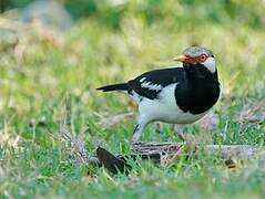 Siamese Pied Myna