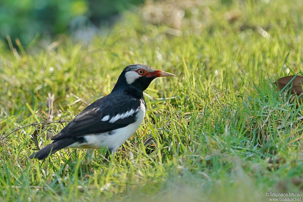 Siamese Pied Mynaadult