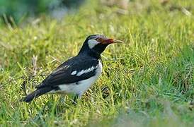 Siamese Pied Myna